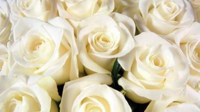 027C1DD471242C4DBE99A742E1148F2E