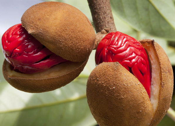 NUTMEG FRUIT OPEN SHOWING MACE COVERED SEED