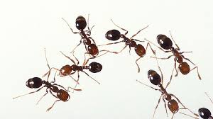 ants