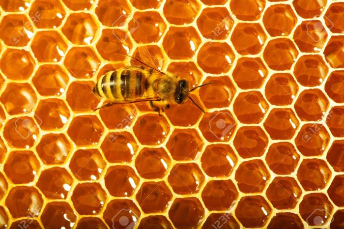 14163776-one-bee-works-on-honeycomb-stock-photo