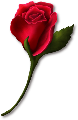 redrosescl_8784006_23742121